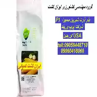 قیمت خرید بذر ذرت شیرین سمیرا در شیراز در گروه خرید و فروش بذر ذرت در یکمیوه
