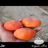 قیمت خرید ارائه درخت خرمالو گوجه در گروه خرید و فروش نهال خرمالو در یکمیوه