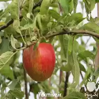 قیمت خرید عرضه نهال سیب پر در اصفهان در گروه خرید و فروش نهال میوه در یکمیوه