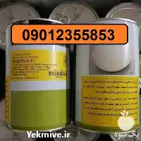 فروش بذر پیاز مینروا در گروه خرید و فروش بذر پیاز در یکمیوه