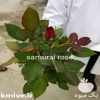 فروش نهال گل رز سامورایی در کرمان  در گروه خرید و فروش نهال در یکمیوه