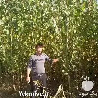 قیمت نهال درخت تبریزی در گروه خرید و فروش نهال درخت در یکمیوه