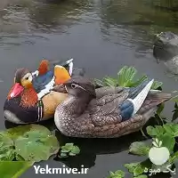 قیمت خرید تخم نطفه دار اردک در کرمانشاه در گروه مرغ و خروس و بوقلمون و اردک قو قاز در یکمیوه