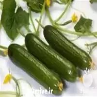 فروش بذر خیار تک گل در تهران در گروه خرید و فروش بذر خیار در یکمیوه