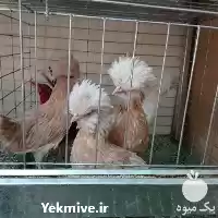 قیمت خرید تخم نطفه دار مرغ در ایلام در گروه مرغ و خروس و بوقلمون و اردک قو قاز در یکمیوه