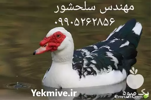 قیمت خرید جوجه اردک روسی در گروه مرغ و خروس و بوقلمون و اردک قو قاز در یکمیوه -عکس1