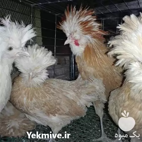 فروش انواع تخم های نطفه دار در گروه انواع تخم ها در یکمیوه -عکس1