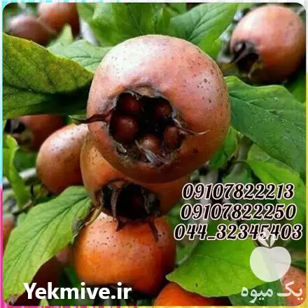 فروش عمده نهال ازگیل پیوندی در تهران در گروه خرید و فروش نهال در یکمیوه -عکس1