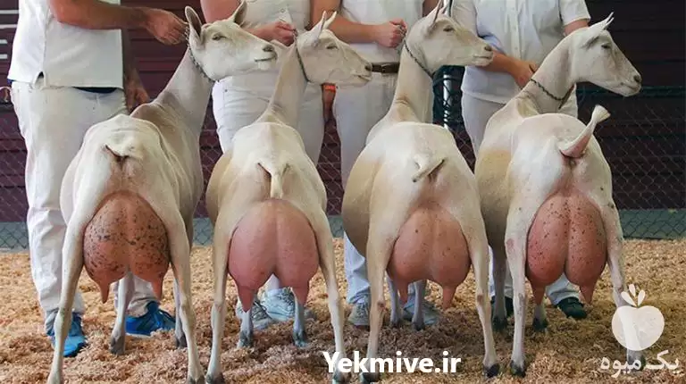 آغاز فروش بز سانن در اصفهان در گروه گاو و گوسفند و میش و بز کهره گوساله در یکمیوه -عکس1