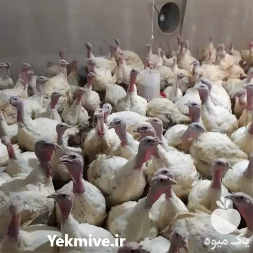 فروش تخم نطفه دار بوقلمون برنز در تهران در گروه انواع تخم ها در یکمیوه -عکس1