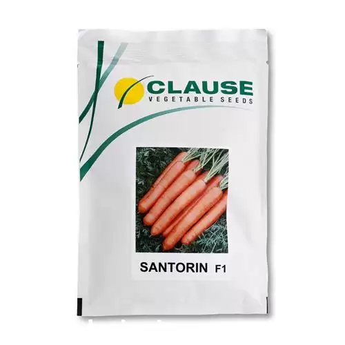 فروش بذر هویج سنتورین کلوز فرانسه در بیرجند در گروه خرید و فروش بذر هویج در یکمیوه -عکس1