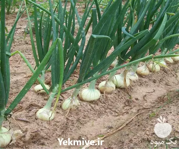 فروش خرید بذر پیاز سفید اسپانیایی در گروه خرید و فروش بذر پیاز در یکمیوه -عکس1