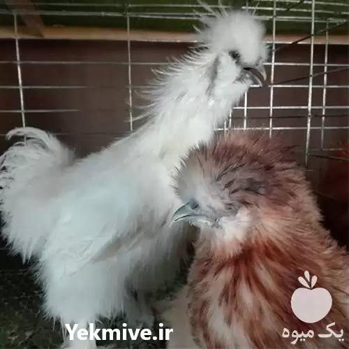 فروش مرغ زینتی در انواع مختلف در سنندج در گروه مرغ و خروس و بوقلمون و اردک قو قاز در یکمیوه -عکس1