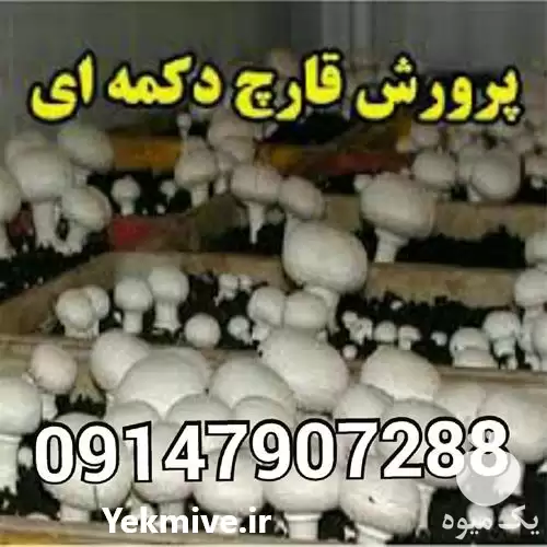 فروش کمپوست آماده قارچ پرورش در ارومیه در گروه خرید و فروش قارچ در یکمیوه -عکس1