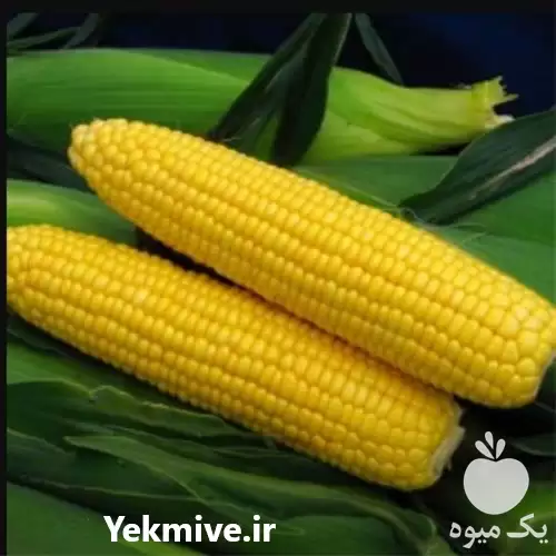 قیمت خرید بذر ذرت علوفه ای در کرمان  در گروه خرید و فروش بذر ذرت در یکمیوه -عکس1