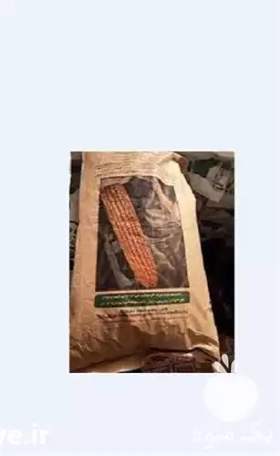 فروش بذر ذرت 704 مغان در ارومیه در گروه خرید و فروش بذر ذرت در یکمیوه -عکس1
