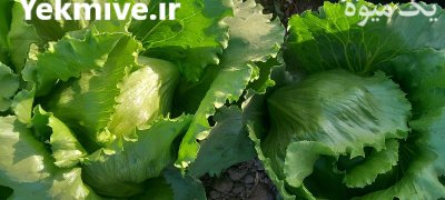 کاهو رایدر مهرگان 48 صادراتی در نظرآباد در گروه خرید و فروش کاهو در یکمیوه -عکس2