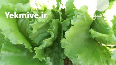 کاهو رایدر مهرگان 48 صادراتی در نظرآباد در گروه خرید و فروش کاهو در یکمیوه -عکس1