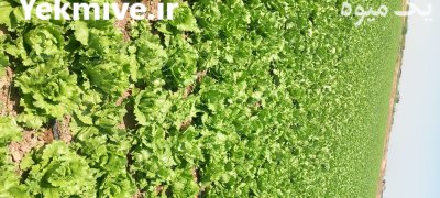 کاهو رایدر مهرگان 48 صادراتی در نظرآباد در گروه خرید و فروش کاهو در یکمیوه -عکس3