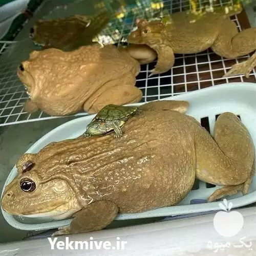 دوره آموزشی پرورش قورباغه سازمان شیلات در تهران در گروه دوره آموزش کشاورزی در یکمیوه -عکس1