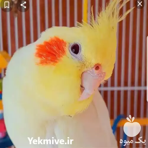 فروش تخم نطفه دار عروس هلندی در گروه انواع تخم ها در یکمیوه -عکس1