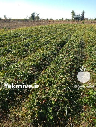 نهال توت فرنگی کاماروس پا بلند در گروه خرید و فروش نهال توت در یکمیوه -عکس1