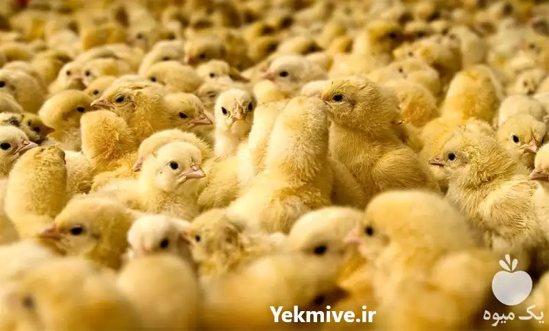 فروش جوجه یک روزه جوجه مرغ در تهران در گروه مرغ و خروس و بوقلمون و اردک قو قاز در یکمیوه -عکس1