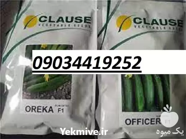 بذر خیار اورکا پر فروش اصل در یزد در گروه خرید و فروش بذر خیار در یکمیوه -عکس1