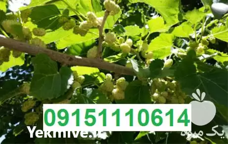 فروش نهال توت شاهتوت با بهترین در مشهد در گروه خرید و فروش نهال توت در یکمیوه -عکس1