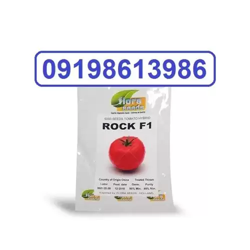 فروش ویژه بذر گوجه فرنگی راک در کرمان  در گروه خرید و فروش بذر گوجه در یکمیوه -عکس1