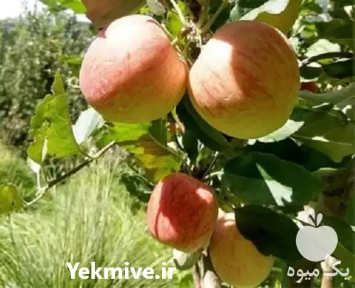 فروش ارزان قیمت نهال سیب گلاب در ارومیه در گروه خرید و فروش نهال میوه در یکمیوه -عکس1