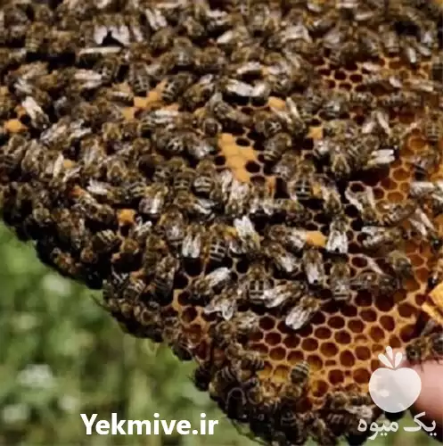 دوره آموزش پرورش زنبور عسل در تهران در گروه دوره آموزش کشاورزی در یکمیوه -عکس1