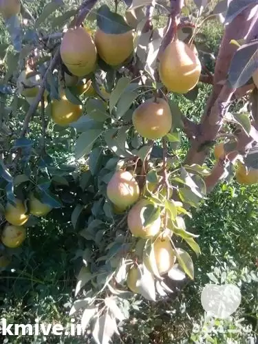 قیمت خرید نهال گلابی واریته مکعبی در ساری در گروه خرید و فروش نهال گلابی در یکمیوه -عکس1