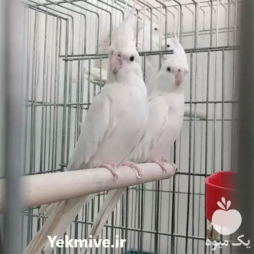 فروش تخم تضمینی عروس هلندی در یزد در گروه انواع تخم ها در یکمیوه -عکس1