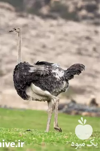 دوره آموزش غیرحضوری پرورش شترمرغ همراه در اصفهان در گروه دوره آموزش کشاورزی در یکمیوه -عکس1