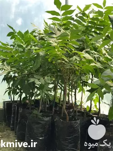 نهال ارزان و مرغوب در شیراز در گروه خدمات پیوند درخت در یکمیوه -عکس1