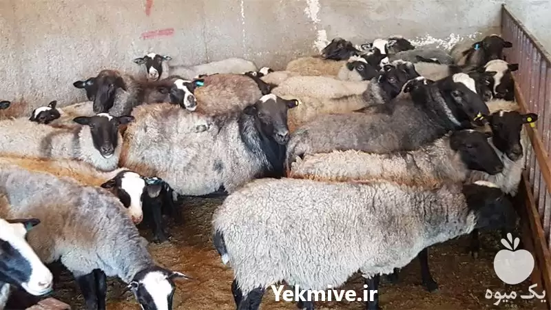 فروش گوسفند نر در اصفهان در گروه گاو و گوسفند و میش و بز کهره گوساله در یکمیوه -عکس1