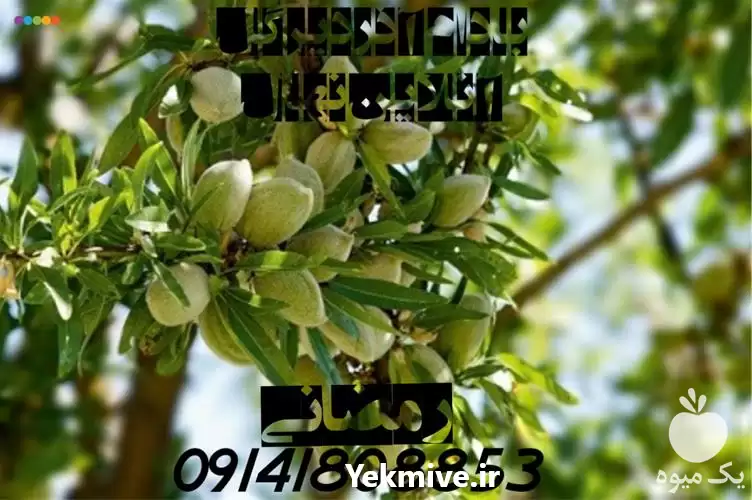 قیمت خرید نهال های مثمر غیرمثمر در ارومیه در گروه خرید و فروش نهال بادام در یکمیوه -عکس1