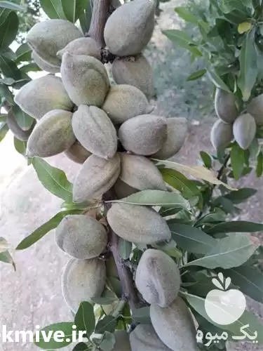 قیمت خرید نهال بادام در ارومیه در گروه خرید و فروش نهال بادام در یکمیوه -عکس1