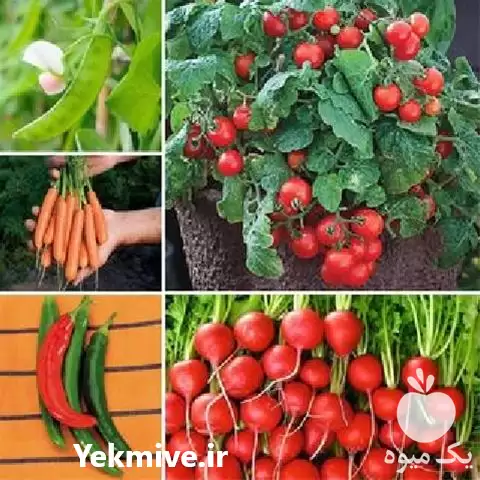 قیمت خرید تولید عرضه بذر صیفی در گروه خرید و فروش بذر سبزی در یکمیوه -عکس1