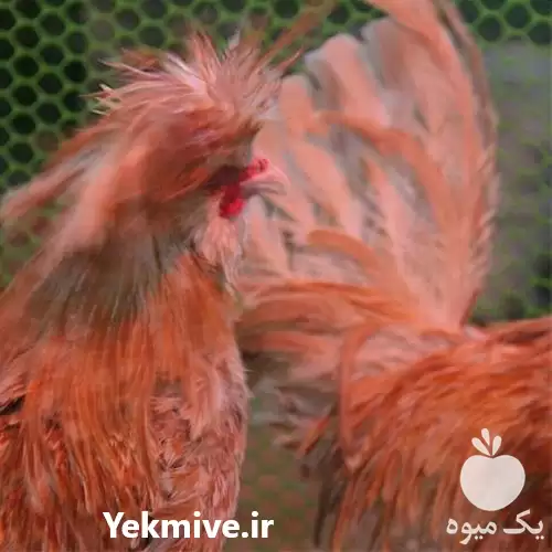 فروش ویژه تخم های نطفه دار در تهران در گروه انواع تخم ها در یکمیوه -عکس1