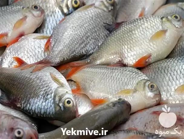 بوقلمون انواع بچه ماهی در وزن در گروه مهندس کشاورزی در یکمیوه -عکس1