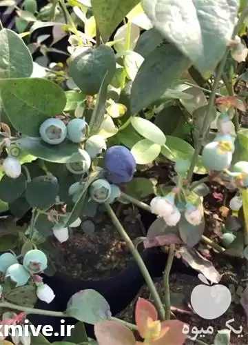 فروش نهال بلوبری با کیفیت عالی در گروه خرید و فروش میوه استوایی در یکمیوه -عکس1