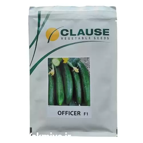فروش بذر خیار آفیسر OFFICER F 1 در زاهدان در گروه خرید و فروش بذر خیار در یکمیوه -عکس1