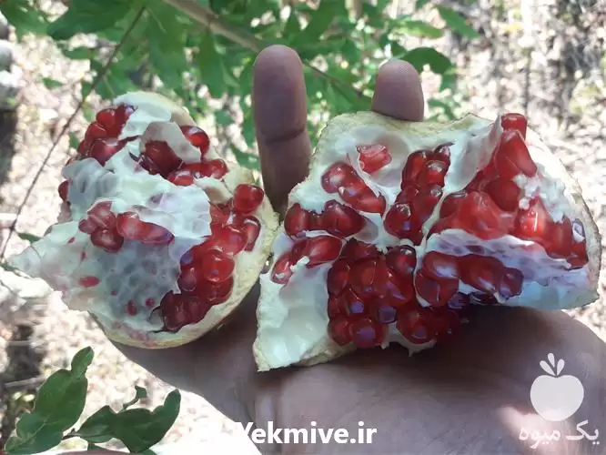 فروش زمستانی انواع نهال انار نهالستان در ساری در گروه خرید و فروش نهالستان در یکمیوه -عکس1