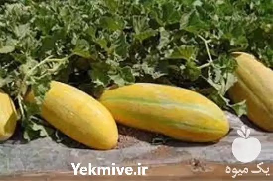 قیمت خرید بذر خربزه خاتونی ایرانی در گروه خرید و فروش بذر خربزه در یکمیوه -عکس1