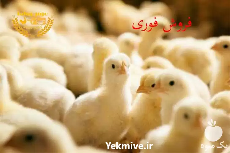 جوجه یک روزه گوشتی راس فروش در رشت در گروه مرغ و خروس و بوقلمون و اردک قو قاز در یکمیوه -عکس1