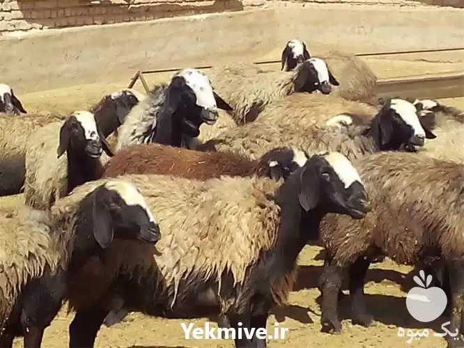 قیمت خرید گوسفند شال افشار در گروه گاو و گوسفند و میش و بز کهره گوساله در یکمیوه -عکس1