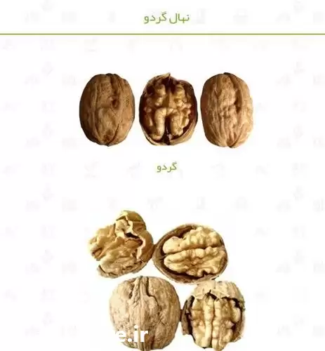 قیمت خرید نهال گردو در خرم‌ آباد در گروه خرید و فروش نهال گردو در یکمیوه -عکس1