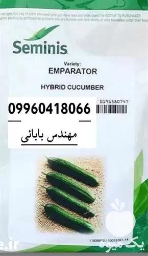 فروش بهترین قیمت بذر خیار مرغوب در مشهد در گروه خرید و فروش بذر خیار در یکمیوه -عکس1